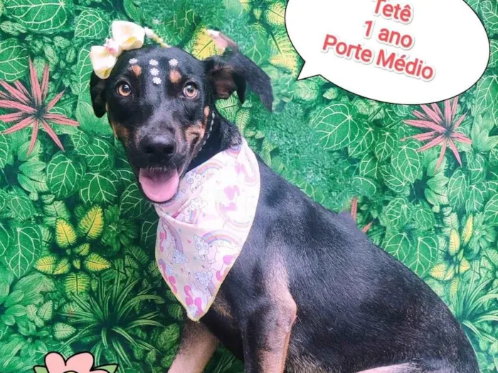 Cachorro ra a SRD-ViraLata idade 1 ano nome tete