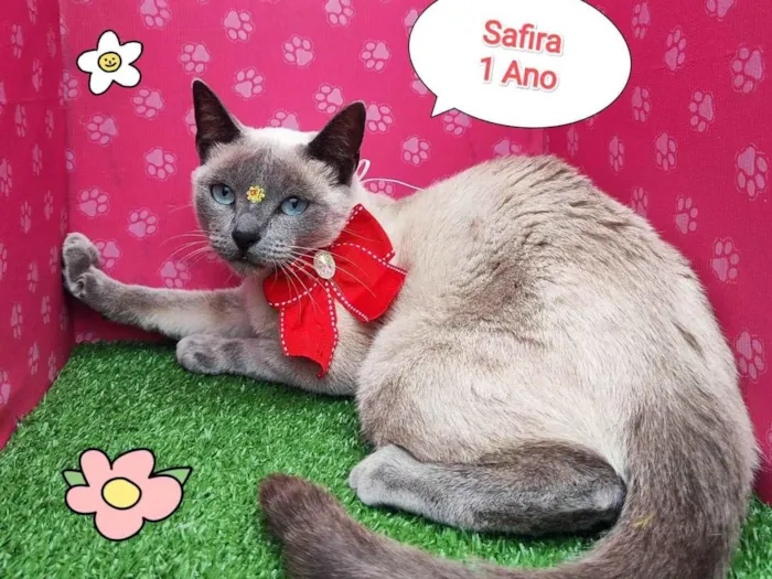 Gato ra a SRD-ViraLata idade 1 ano nome SAFIRA