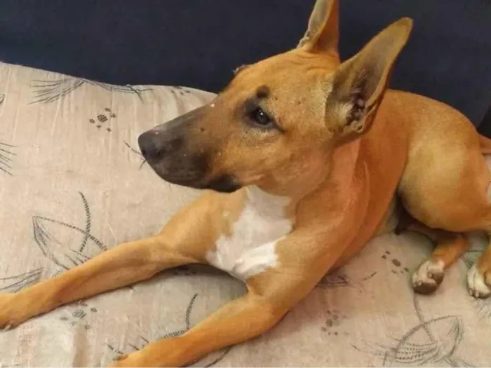 Cachorro ra a  idade 2 anos nome Lupita 