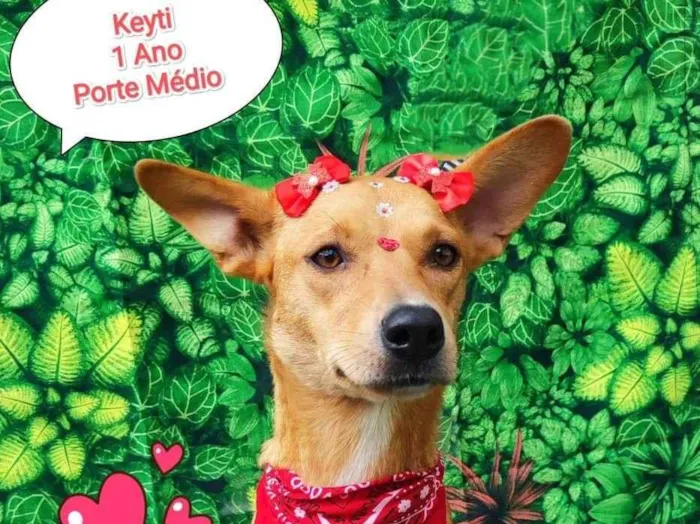 Cachorro ra a SRD-ViraLata idade 1 ano nome keyti