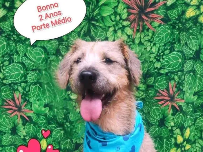 Cachorro ra a SRD-ViraLata idade 2 anos nome bonno