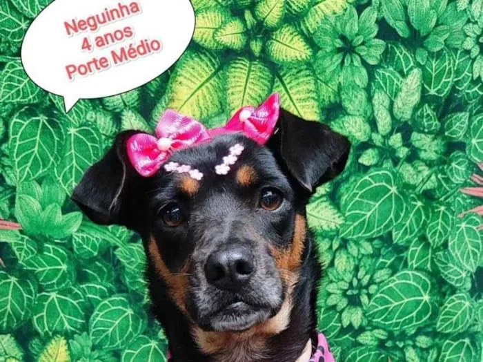 Cachorro ra a SRD-ViraLata idade 4 anos nome neguinha