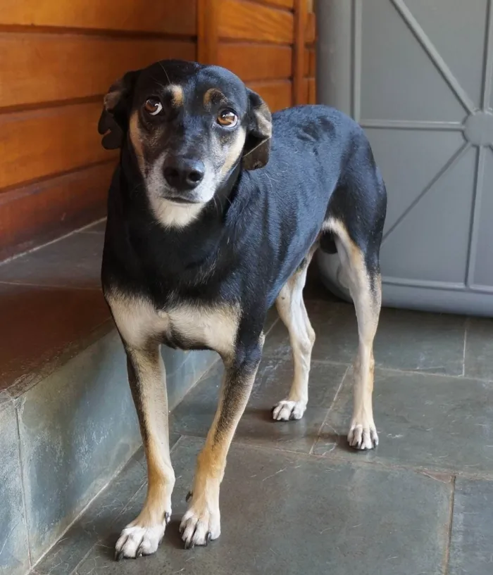 Cachorro ra a SRD-ViraLata idade 4 anos nome Douglas