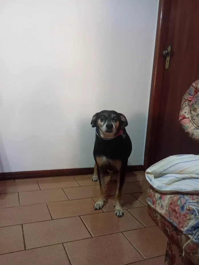 Cachorro ra a SRD-ViraLata idade 4 anos nome Douglas