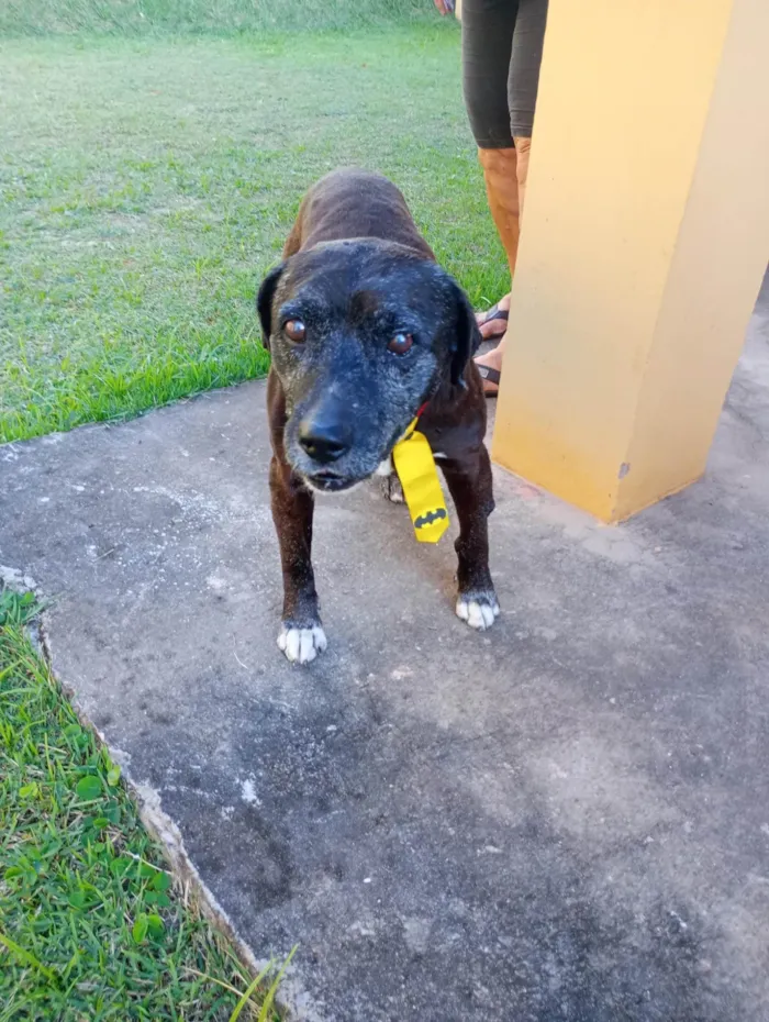 Cachorro ra a SRD-ViraLata idade  nome Dom Henrique