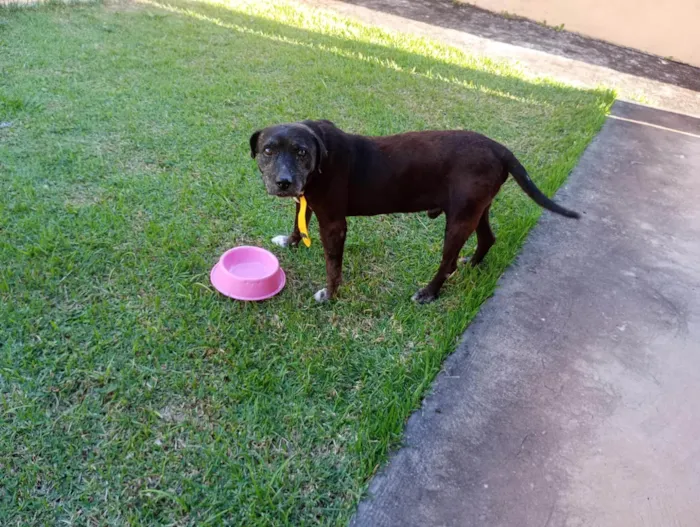 Cachorro ra a SRD-ViraLata idade  nome Dom Henrique