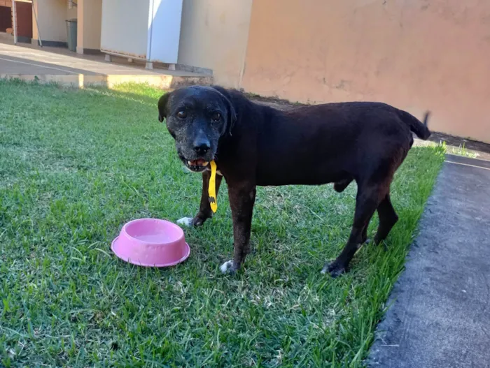 Cachorro ra a SRD-ViraLata idade  nome Dom Henrique