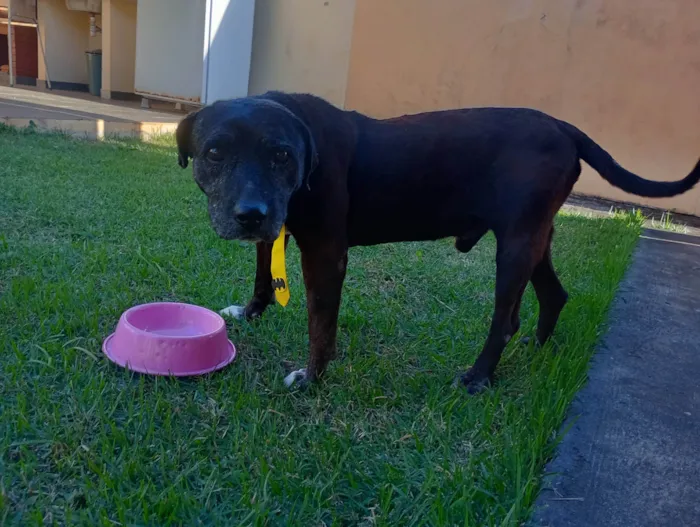 Cachorro ra a SRD-ViraLata idade  nome Dom Henrique