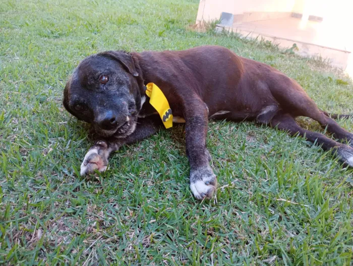 Cachorro ra a SRD-ViraLata idade  nome Dom Henrique