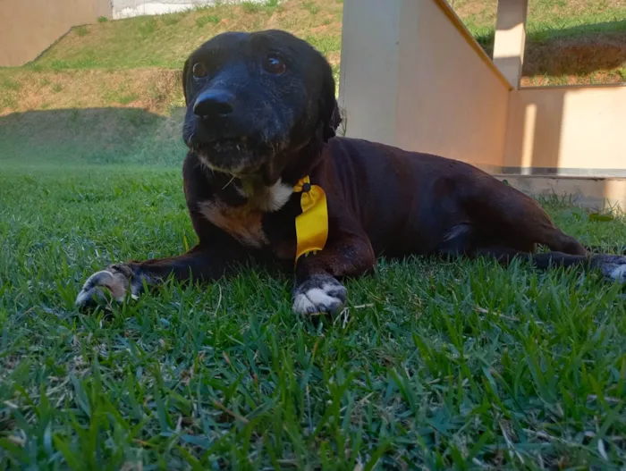 Cachorro ra a SRD-ViraLata idade  nome Dom Henrique