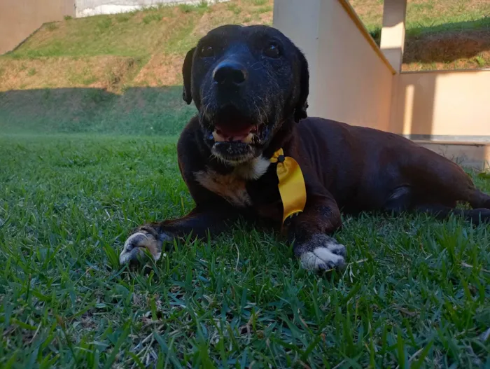 Cachorro ra a SRD-ViraLata idade  nome Dom Henrique