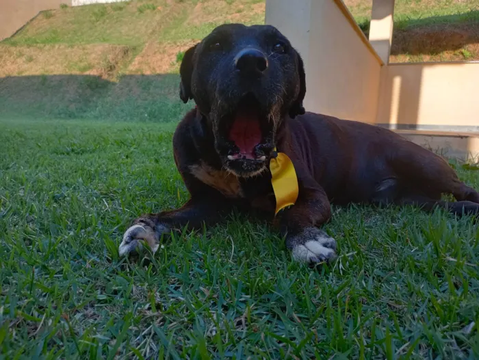 Cachorro ra a SRD-ViraLata idade  nome Dom Henrique