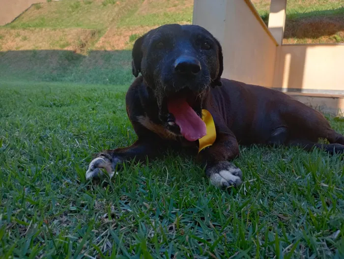 Cachorro ra a SRD-ViraLata idade  nome Dom Henrique