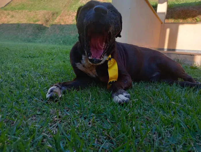 Cachorro ra a SRD-ViraLata idade  nome Dom Henrique