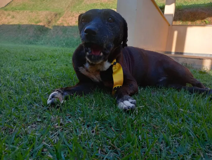 Cachorro ra a SRD-ViraLata idade  nome Dom Henrique