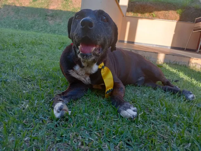 Cachorro ra a SRD-ViraLata idade  nome Dom Henrique