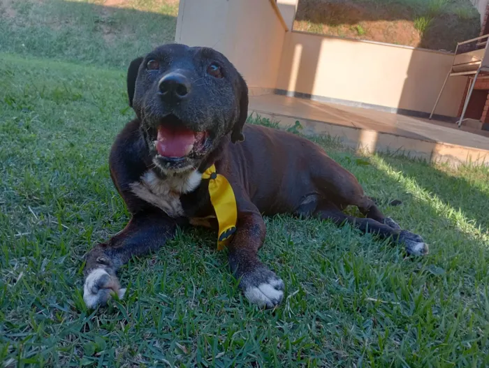 Cachorro ra a SRD-ViraLata idade  nome Dom Henrique