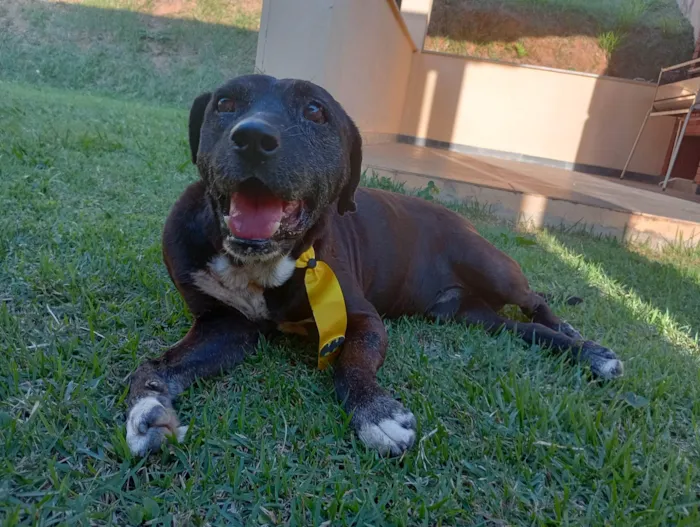 Cachorro ra a SRD-ViraLata idade  nome Dom Henrique