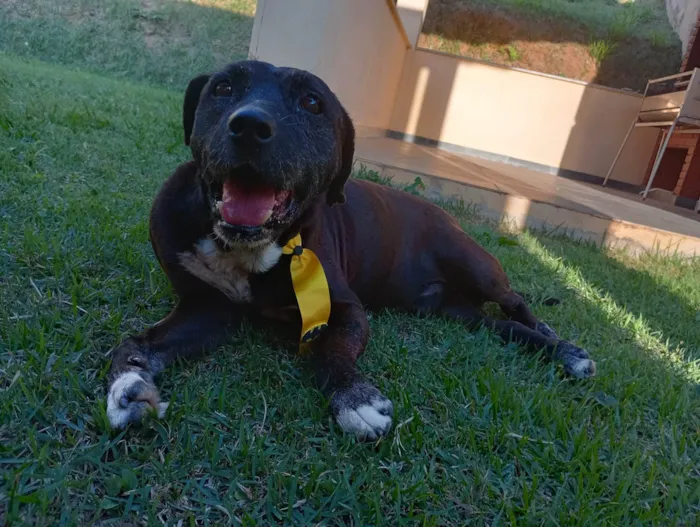 Cachorro ra a SRD-ViraLata idade  nome Dom Henrique