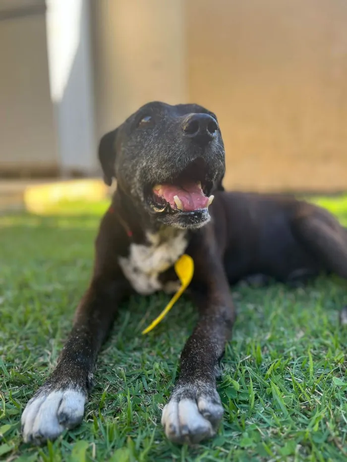 Cachorro ra a SRD-ViraLata idade  nome Dom Henrique