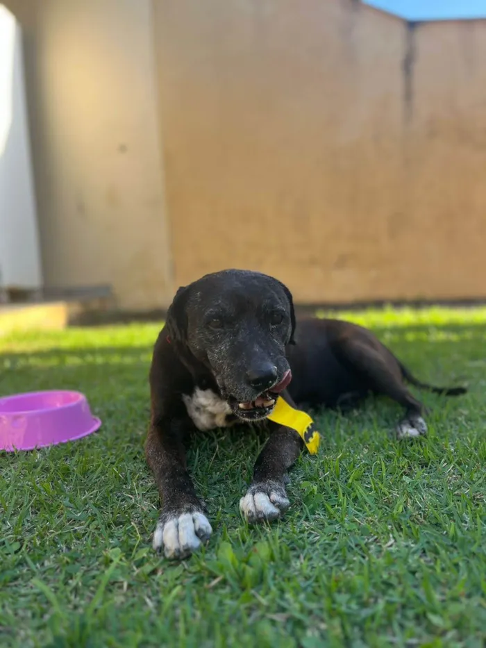 Cachorro ra a SRD-ViraLata idade  nome Dom Henrique