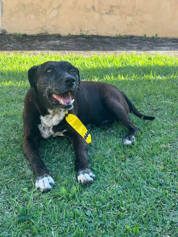 Cachorro ra a SRD-ViraLata idade  nome Dom Henrique