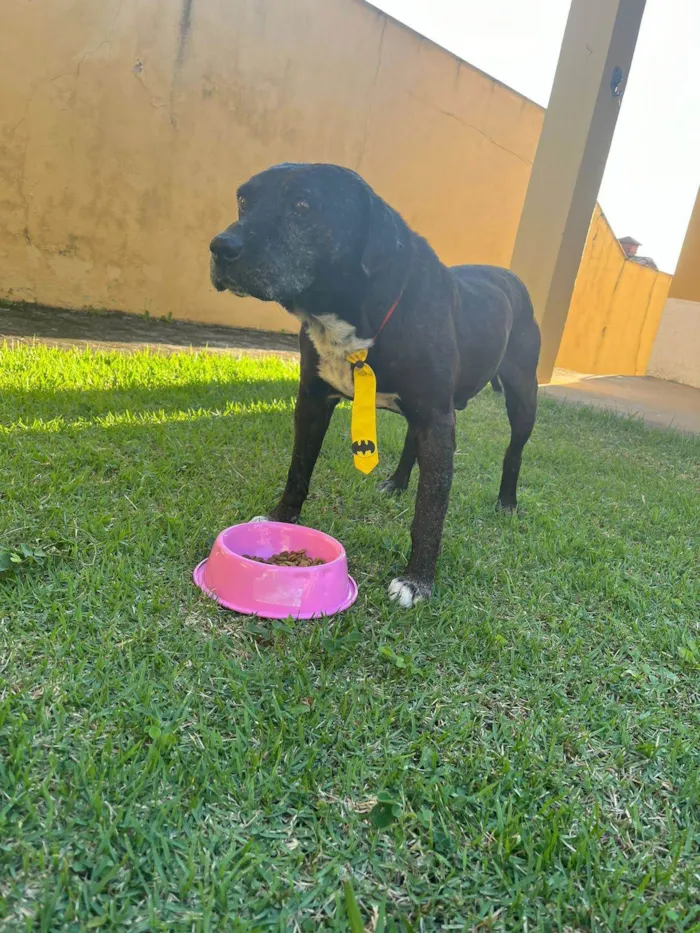 Cachorro ra a SRD-ViraLata idade  nome Dom Henrique