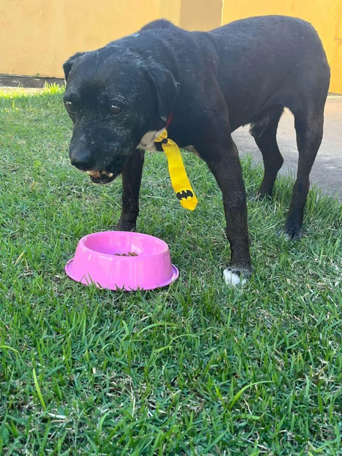 Cachorro ra a SRD-ViraLata idade  nome Dom Henrique