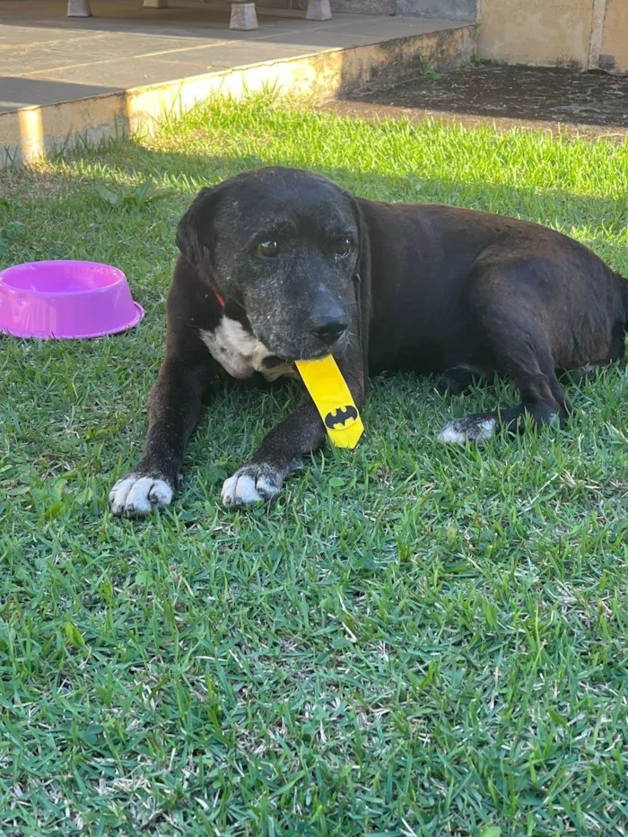 Cachorro ra a SRD-ViraLata idade  nome Dom Henrique