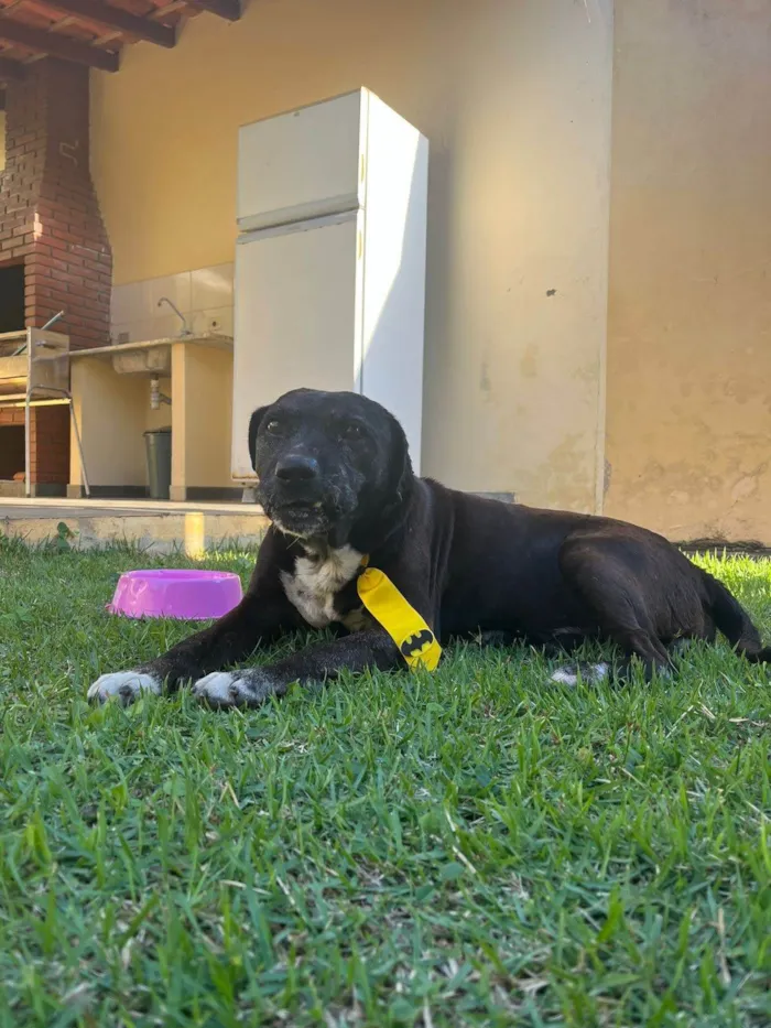 Cachorro ra a SRD-ViraLata idade  nome Dom Henrique