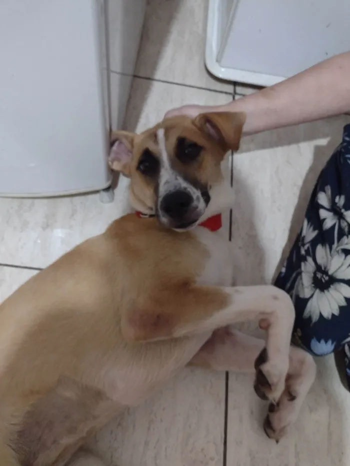 Cachorro ra a SRD-ViraLata idade 7 a 11 meses nome Linda 