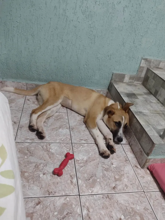 Cachorro ra a SRD-ViraLata idade 7 a 11 meses nome Linda 