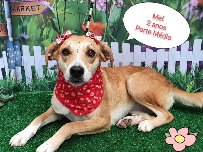 Cachorro ra a SRD-ViraLata idade 2 anos nome mel