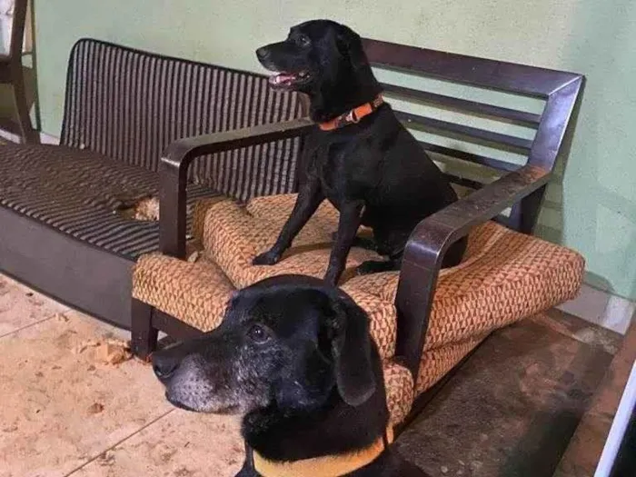 Cachorro ra a SRD-ViraLata idade 4 anos nome Frederico e Frodo