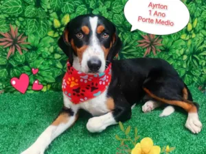 Cachorro raça SRD-ViraLata idade 1 ano nome Ayrton