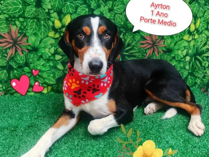 Cachorro ra a SRD-ViraLata idade 1 ano nome Ayrton