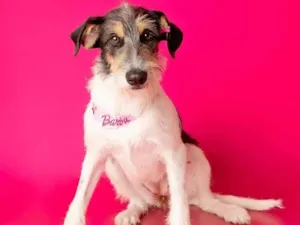 Cachorro raça SRD-ViraLata idade 7 a 11 meses nome Nina