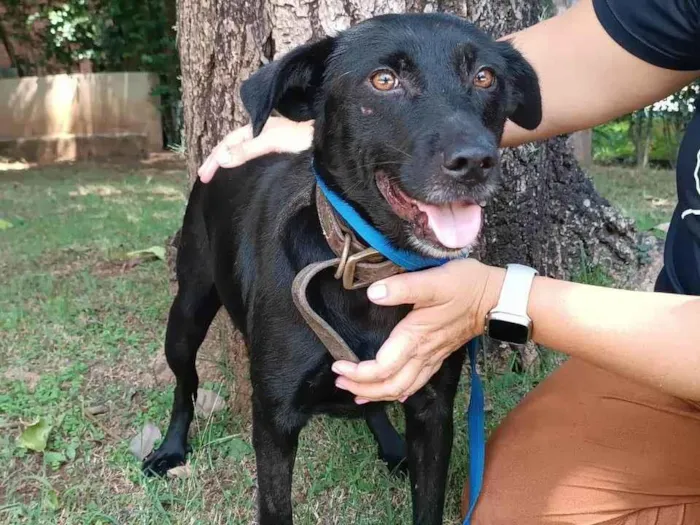 Cachorro ra a SRD-ViraLata idade 3 anos nome Ipanema 