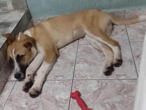 Cachorro raça SRD-ViraLata idade 7 a 11 meses nome Linda 
