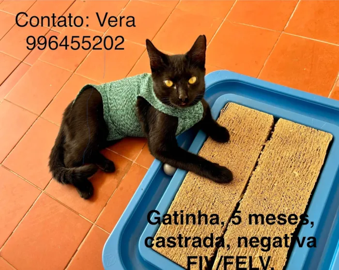 Gato ra a SRD-ViraLata idade 2 a 6 meses nome Naomi