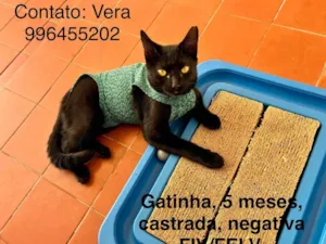 Gato raça SRD-ViraLata idade 2 a 6 meses nome Naomi