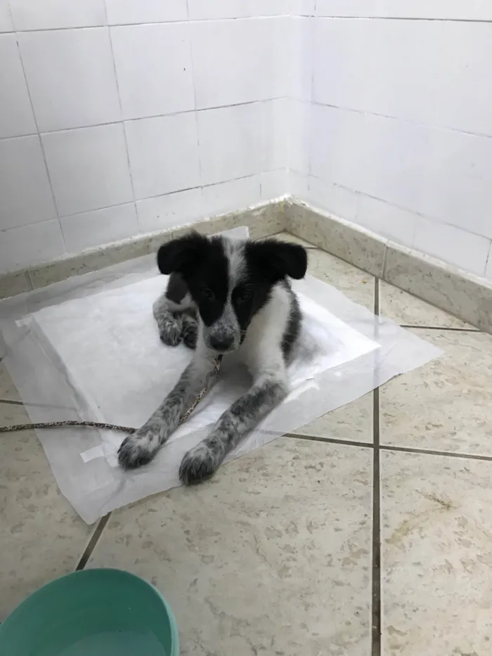 Cachorro ra a Border collie  idade 2 a 6 meses nome Lady