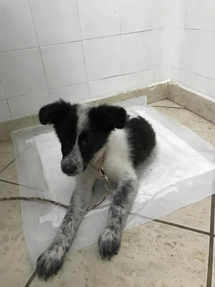 Cachorro ra a Border collie  idade 2 a 6 meses nome Lady