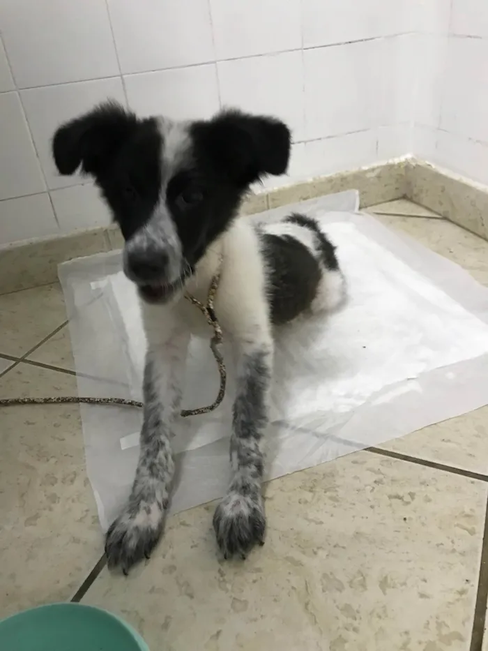 Cachorro ra a Border collie  idade 2 a 6 meses nome Lady