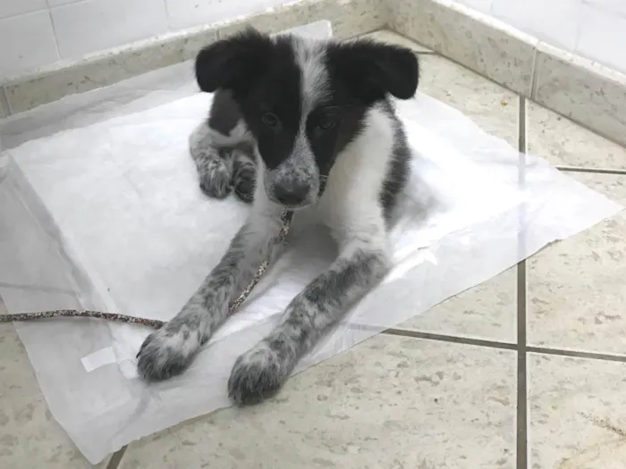 Cachorro ra a Border collie  idade 2 a 6 meses nome Lady