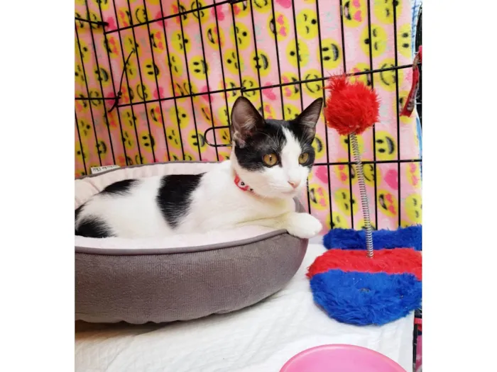 Gato ra a SRD-ViraLata idade 2 a 6 meses nome Mabel