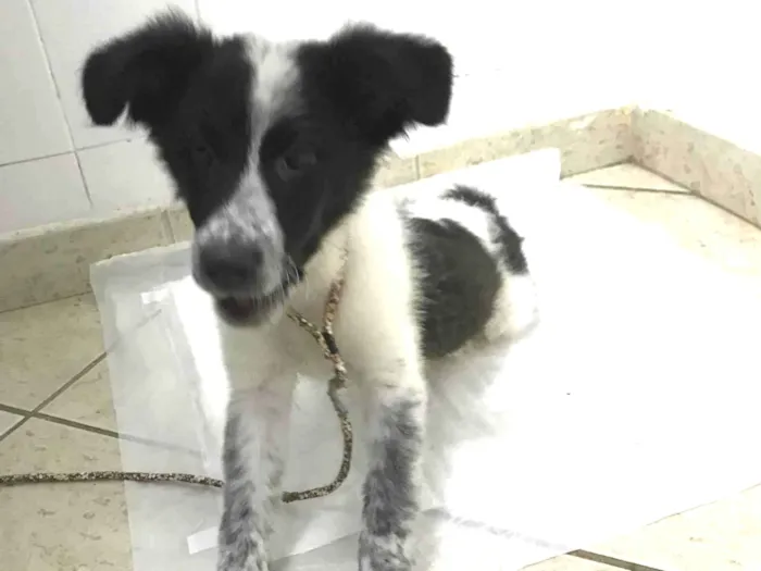 Cachorro ra a Border collie  idade 2 a 6 meses nome Lady