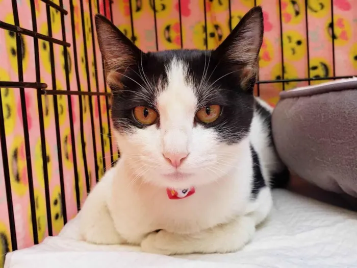 Gato ra a SRD-ViraLata idade 2 a 6 meses nome Mabel