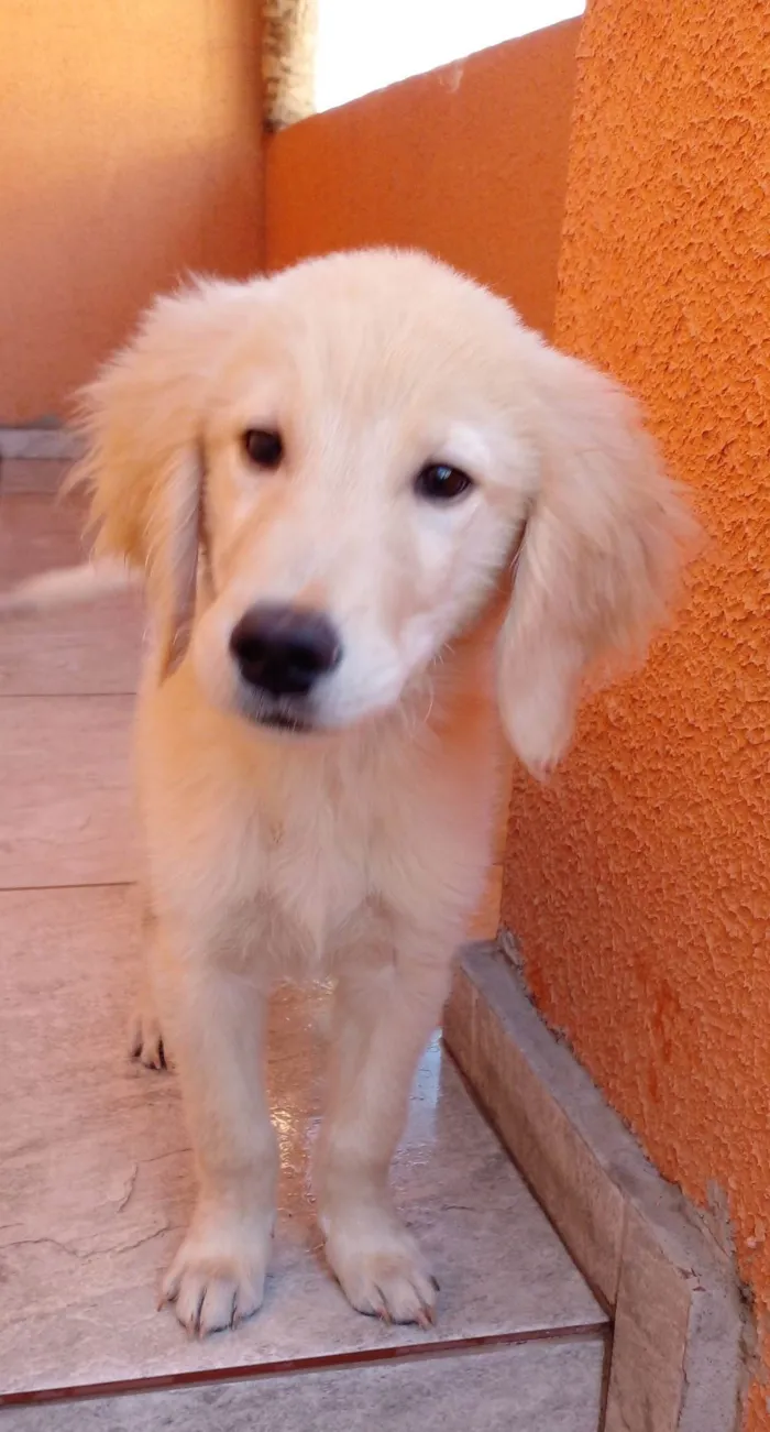 Cachorro ra a Golden  idade 2 a 6 meses nome Lyon