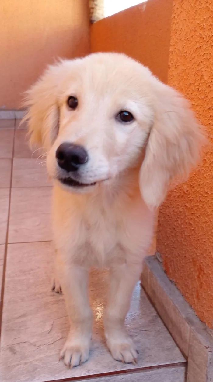 Cachorro ra a Golden  idade 2 a 6 meses nome Lyon